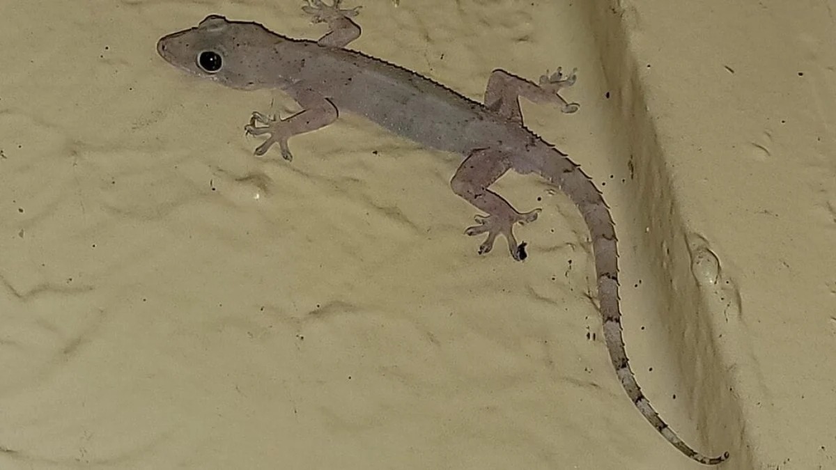 Menino que comeu lagartixa frita é internado pela terceira vez