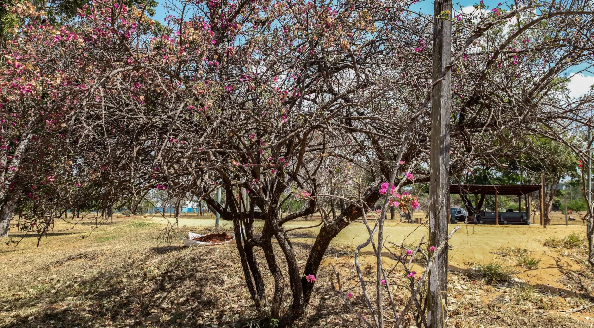 Distrito Federal registra a maior temperatura para dezembro em 62 anos, diz Inmet