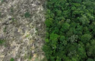 Área sob alerta de desmatamento na Amazônia cai pela metade e sobe 43% no Cerrado em 2023, aponta Inpe