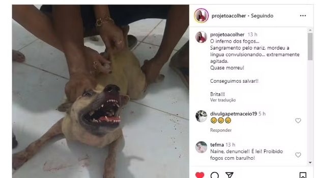 Briga, sangramento, convulsão... Barulho de fogos apavora animais de abrigo no Ano Novo em Maceió