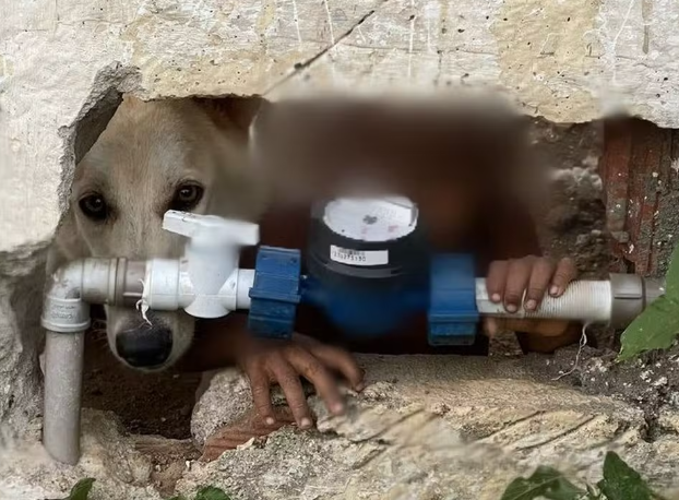 Menino é encontrado abandonado em casa, sem roupa e sob 'tutela' de um cachorro no interior de Alagoas