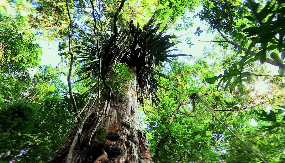 Estudo aponta que 82% das espécies de árvores exclusivas da Mata Atlântica estão ameaçadas de extinção