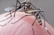 Quadro Grave: saiba quais são os grupos de risco para dengue hemorrágica