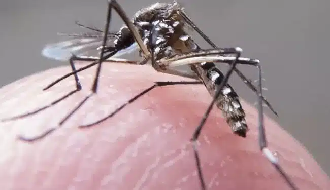 Quadro Grave: saiba quais são os grupos de risco para dengue hemorrágica