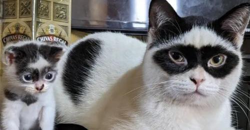 Gatinho com ‘máscara’ de nascença tem filhote com a mesma característica peculiar