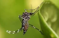 Brasil ultrapassa 650 mil casos de dengue