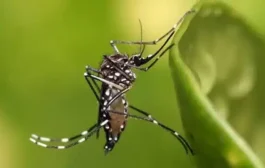 Brasil ultrapassa 650 mil casos de dengue