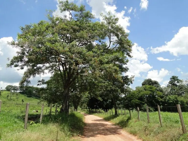 Capitã Antônia Rosa e a comunidade Quilombola do Carrasco