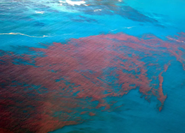 'Maré Vermelha': alerta é emitido após 191 banhistas apresentarem sintomas de intoxicação por algas marinhas em AL