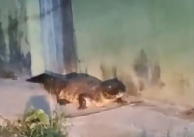 Jacaré com mais de 2 metros de comprimento é visto 'passeando' por bairro de Arapiraca