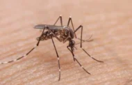 Veja quais alimentos evitar se você está com dengue