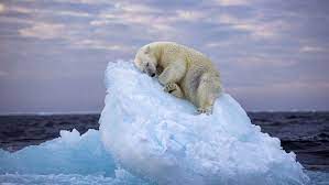 A impressionante foto de urso polar dormindo em iceberg que venceu prêmio de fotografia