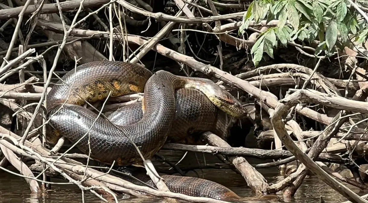 Nova espécie de cobra gigante é descoberta na Amazônia