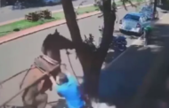 Vereador é atacado por burro em calçada (veja o vídeo)