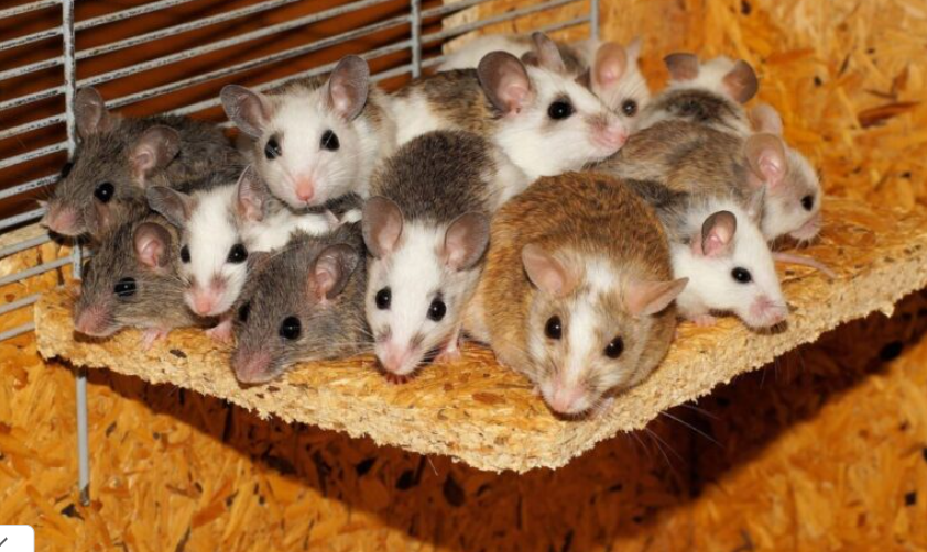 Ratos invadem delegacia, comem maconha e ficam “chapados”