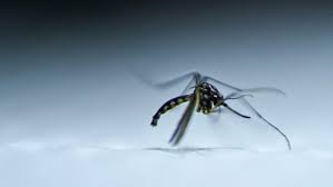 BRASIL: PAÍS ULTRAPASSA 1 MILHÃO DE CASOS DE DENGUE E PRESSIONA GOVERNO LULA