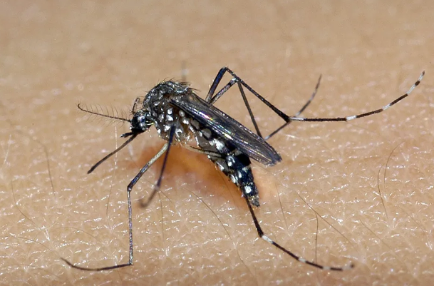 Dengue cresce 114% em Maceió em 2024; veja bairros com mais casos