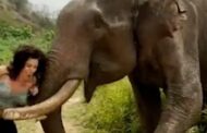 Mulher brinca com elefante e termina esmagada pelo animal