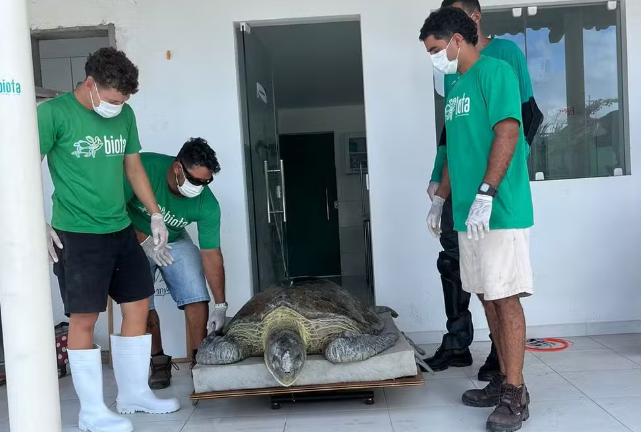 Tartaruga marinha de 131 kg morre após encalhar na praia de São Miguel dos Milagres, AL