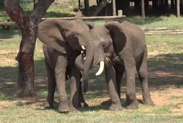 Ronco, rugido ou mostrar o traseiro: estudo acha 20 gestos que elefantes usam para manter vínculos sociais