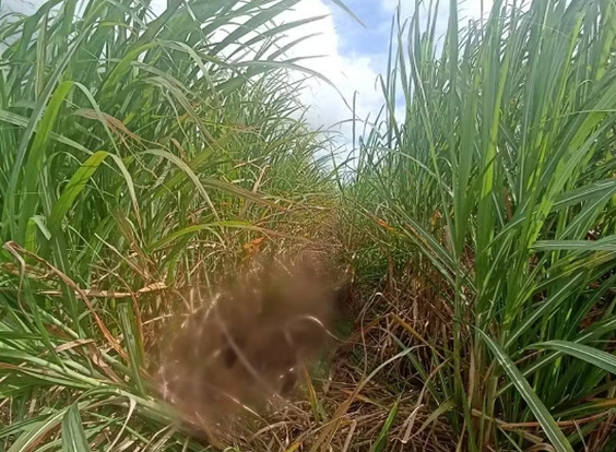 Polícia prende três suspeitos de matar filho de empresário em canavial no interior de Alagoas