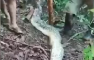 Corpo de mulher é encontrado dentro de serpente píton