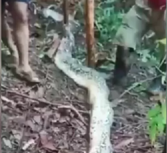 Corpo de mulher é encontrado dentro de serpente píton