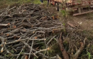 PM prende quatro suspeitos de desmatar reserva indígena em Delmiro Gouveia, interior de AL
