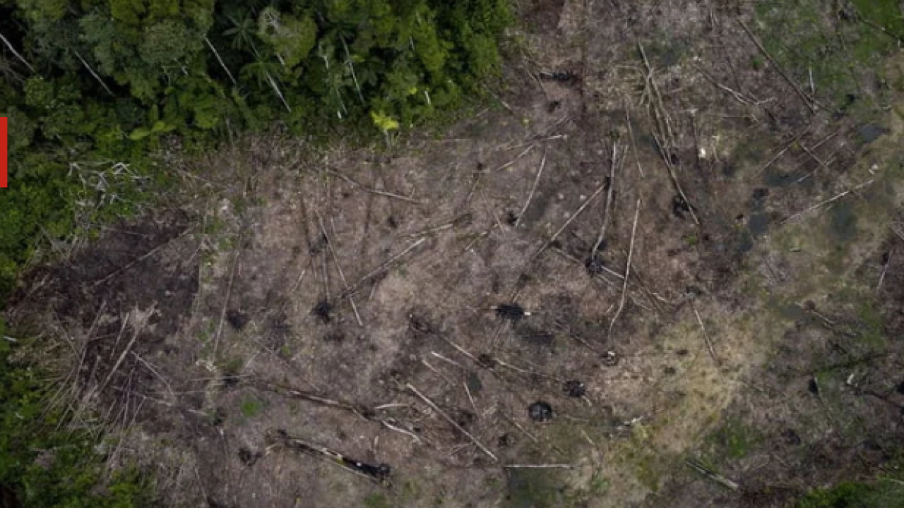 SEM FISCAIS, DESMATAMENTO DOBRA NO COMEÇO DE JULHO NA AMAZÔNIA