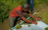 Morangos no Sertão... produtor alagoano usa técnicas de irrigação para cultivar o fruto em clima quente