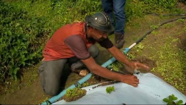 Morangos no Sertão... produtor alagoano usa técnicas de irrigação para cultivar o fruto em clima quente