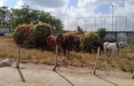 'Só os cactos e as palmas sobrevivem no Sertão': sertanejos se preparam para enfrentar a seca em Alagoas