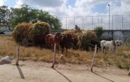 'Só os cactos e as palmas sobrevivem no Sertão': sertanejos se preparam para enfrentar a seca em Alagoas