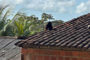 Macaco da espécie bugio aparece em Satuba, AL, e moradores convivem assustados com animal