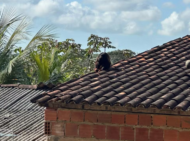 Macaco da espécie bugio aparece em Satuba, AL, e moradores convivem assustados com animal