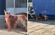 Tutor de cães que atacaram gato na frente de escola de Maceió diz em depoimento que animais fogem com frequência