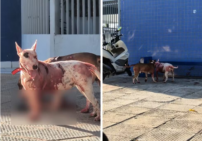 Tutor de cães que atacaram gato na frente de escola de Maceió diz em depoimento que animais fogem com frequência