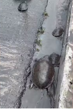 Cágados são flagrados no meio da rua durante fortes chuvas em Maceió