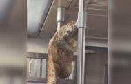 Madagascar? Cobra é filmada no metrô de Nova York