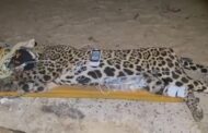 Onça que matou caseiro é capturada no Pantanal; veja imagens