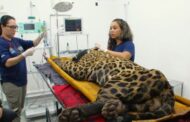 Onça que matou caseiro não vai voltar para natureza, diz ICMBio