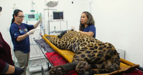 Onça que matou caseiro não vai voltar para natureza, diz ICMBio