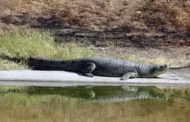 Pesquisadores descobrem crocodilo pré-histórico de 8 milhões de anos no Brasil