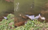 Vídeo: Pássaro usa pedaço de pão para “pescar” peixe em parque de Goiânia