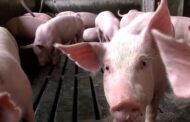 Preços do suíno apresentam queda no final de maio após período de estabilidade