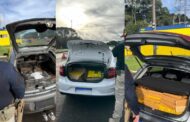PRF apreende mais de 700 kg de maconha em três ações seguidas na BR-277, em Guarapuava