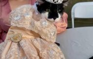 “Sempre sonhei com esse momento” – Gata completa 15 anos e ganha festa de debutante