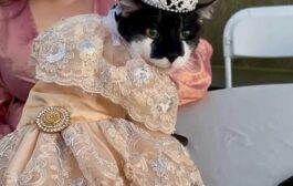 “Sempre sonhei com esse momento” – Gata completa 15 anos e ganha festa de debutante
