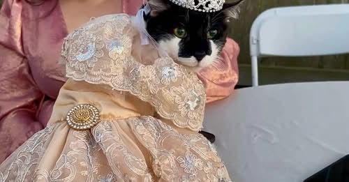 “Sempre sonhei com esse momento” – Gata completa 15 anos e ganha festa de debutante