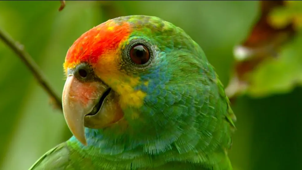 PF investiga desaparecimento de aves ameaçadas de extinção de parque zoológico em Alagoas